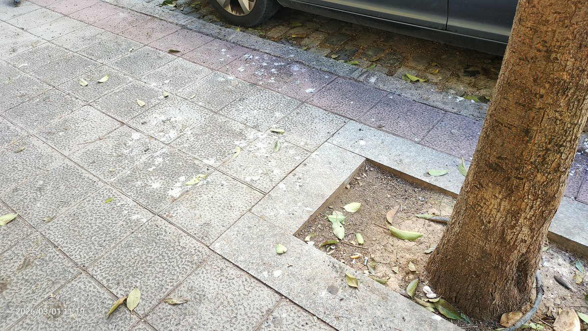 Cactus Monkey tweet media