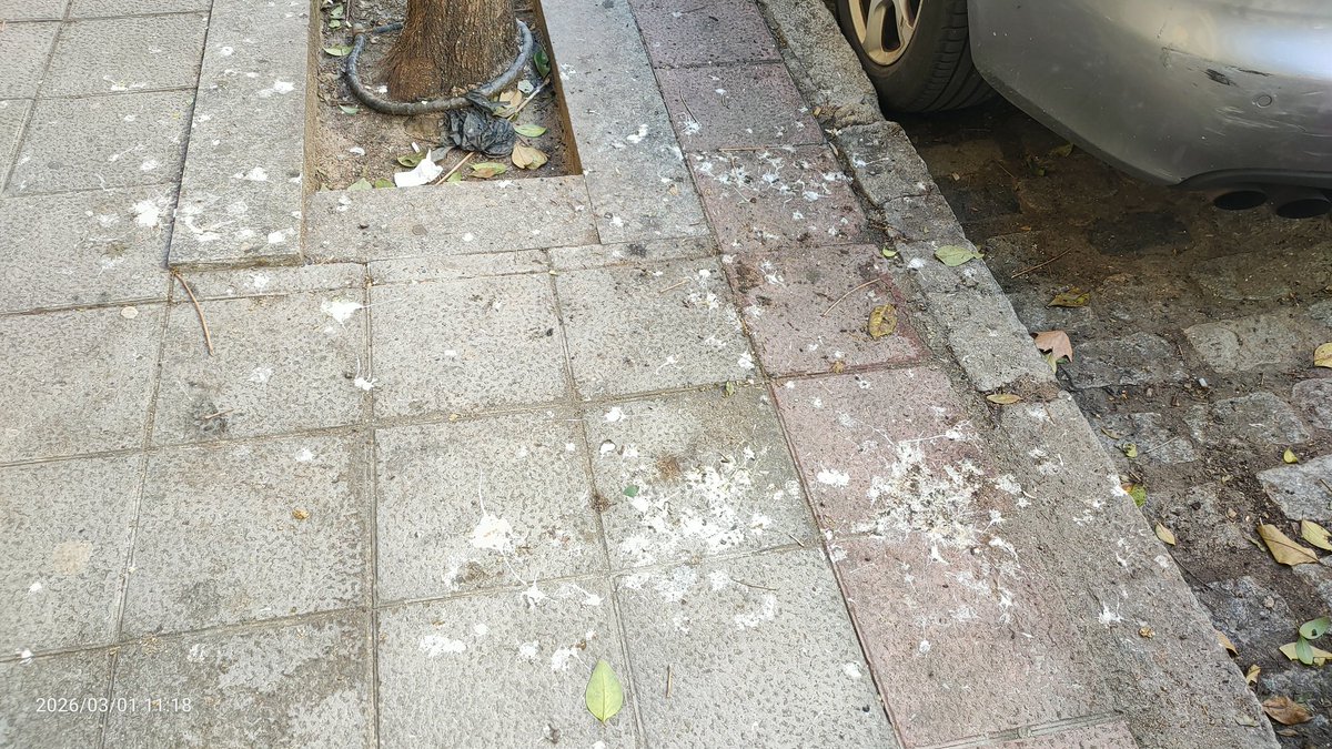 Cactus Monkey tweet media