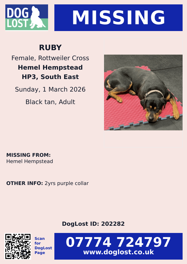 millypod1's tweet image. 🆘1 MAR 2026 #Lost Ruby #ScanMe
Rottweiler Cross Female
Bunkers Park area #HemelHempstead 
#Hertfordshire #HP3
doglost.co.uk/dog/202282