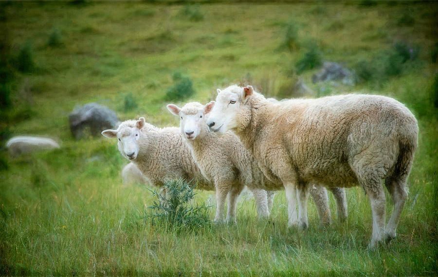 joancarroll's tweet image. New Zealand Mobsters Artistic buff.ly/3dmU67G #sheep #newzealand #ranch #farming #ranching @joancarroll