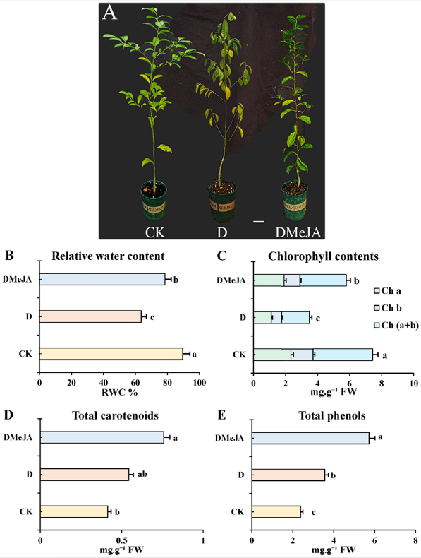 Plants_MDPI's tweet image. 💧 MeJA helps Ilex rotunda fight drought.

Enhanced ROS scavenging, enriched hydroxycinnamates &amp;amp; reduced oxidative damage highlight its value as a stress-elicitor.

🔗 Full study: brnw.ch/21x0ofK

#Metabolomics #PlantPhysiology #ClimateResilience