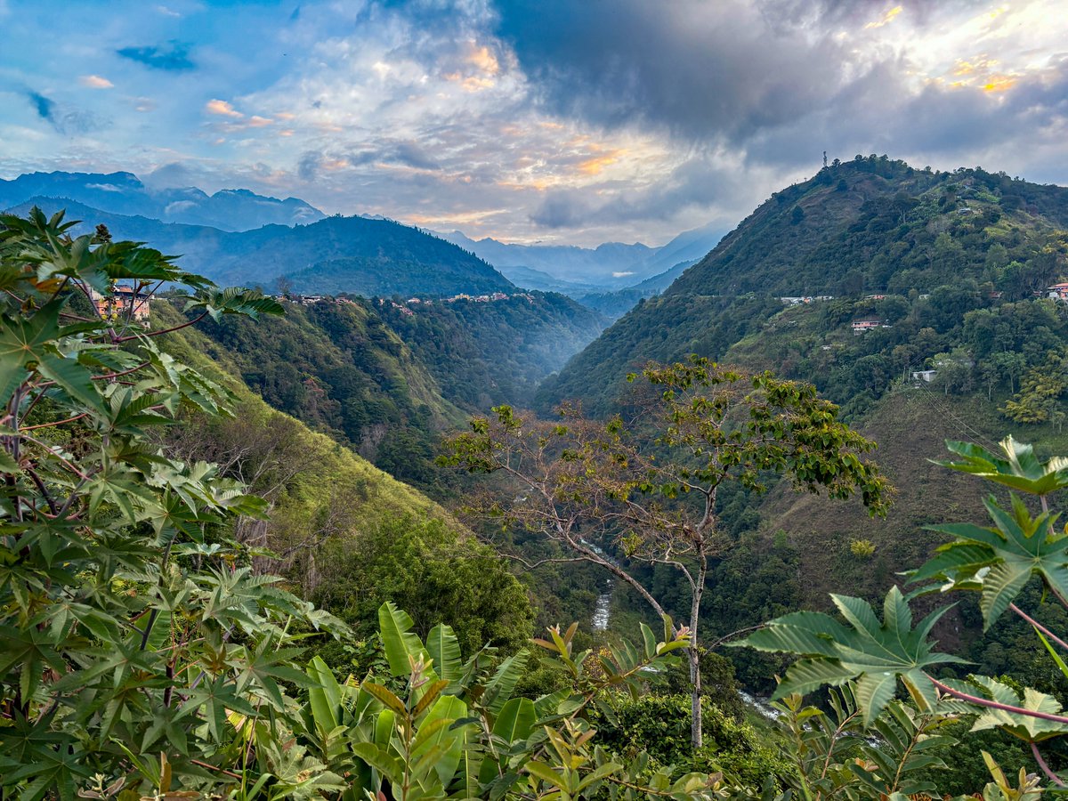 Catherine Ellis tweet media