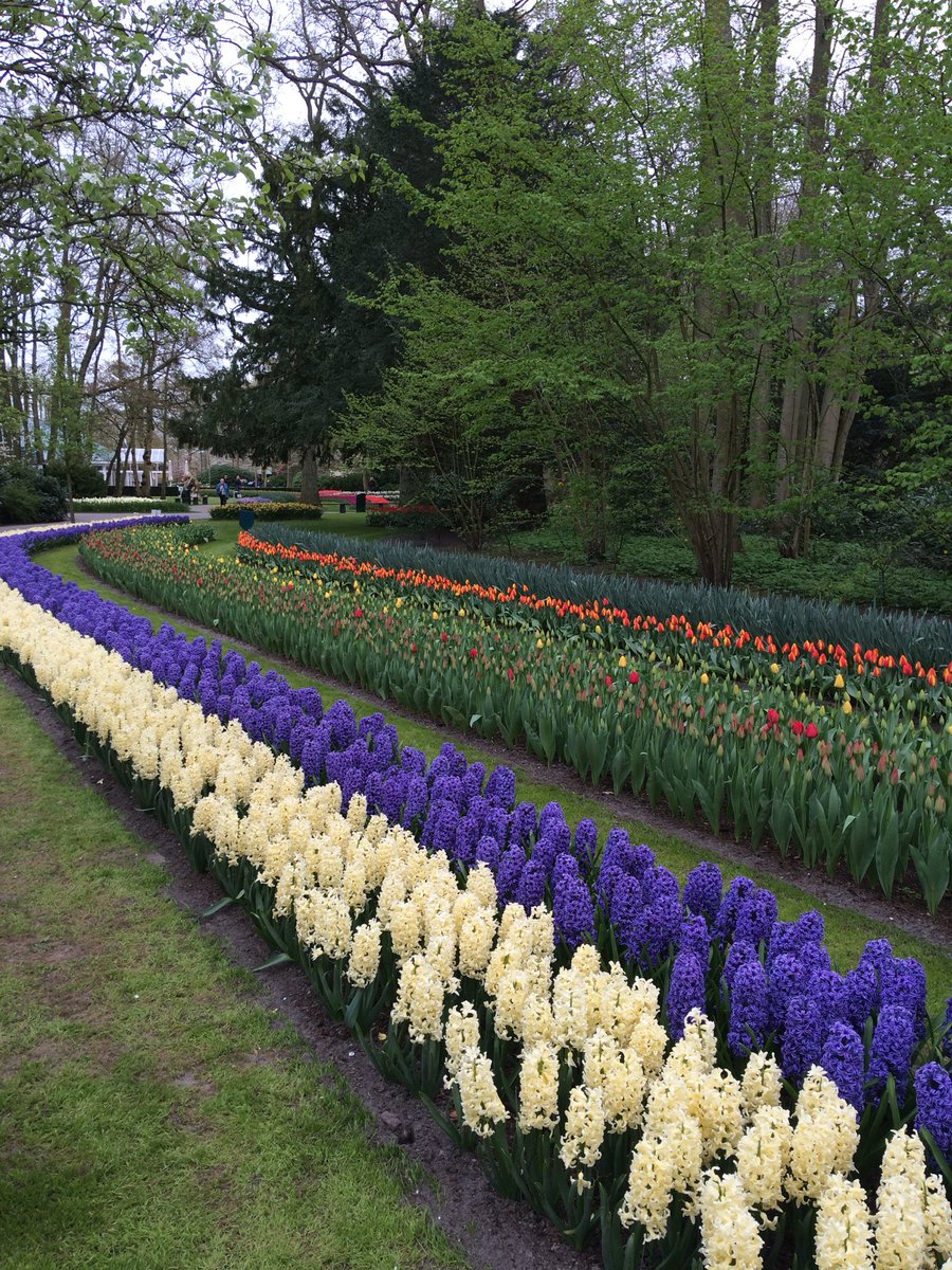 Sundariyaaa's tweet image. Happy Monday Everyone 💜

#MondayMotivaton #Monday #Keukenhoff #Netherlands