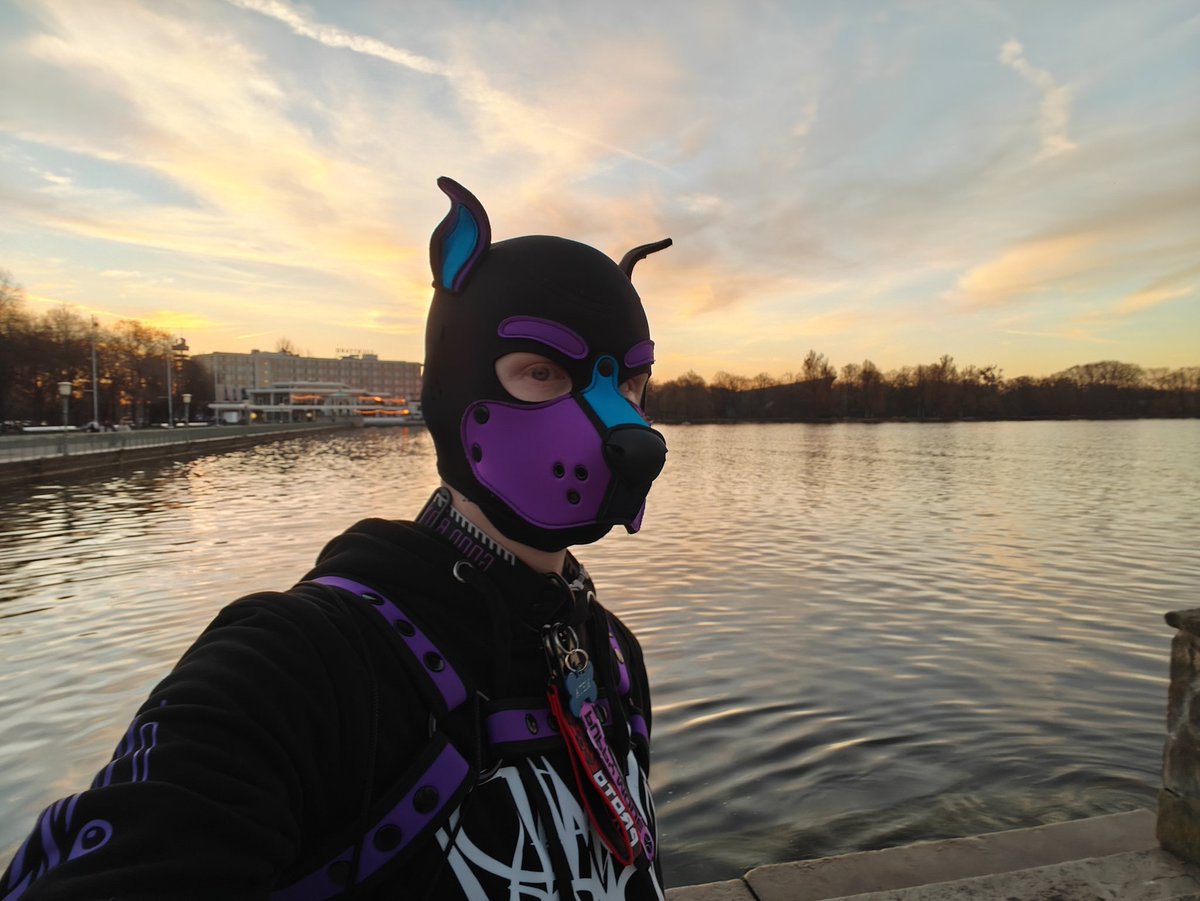 Pup Meta tweet media