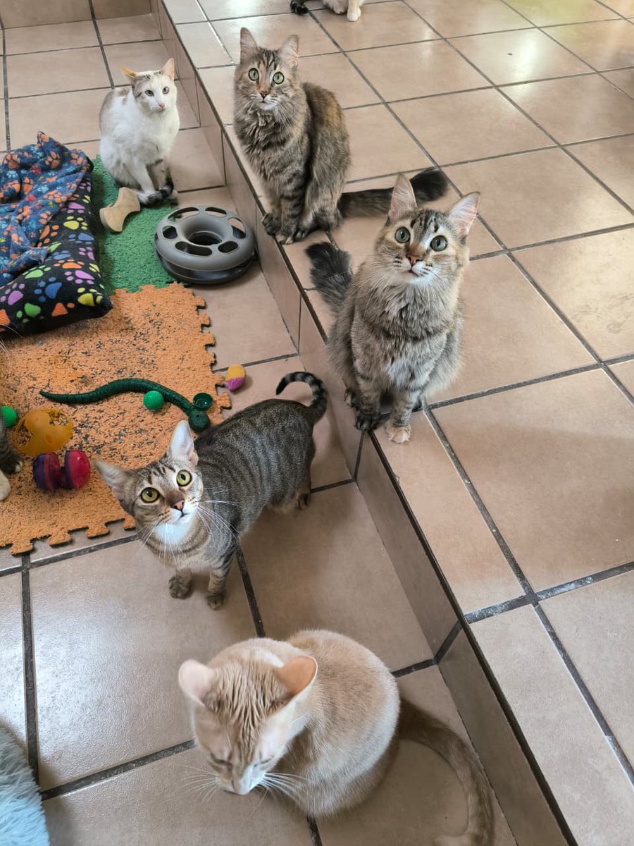 Como saben,  tenemos michies que no quieren a los humanos, nomás nos soportan y ya, jajaj, pero es por eso que necesitamos que no suelten la patita (y nuestra manita). 🥹

Verán... Si la gente adoptara michies sin poner expectativas en ellos (que sean cariñosos, que sepan sumar,