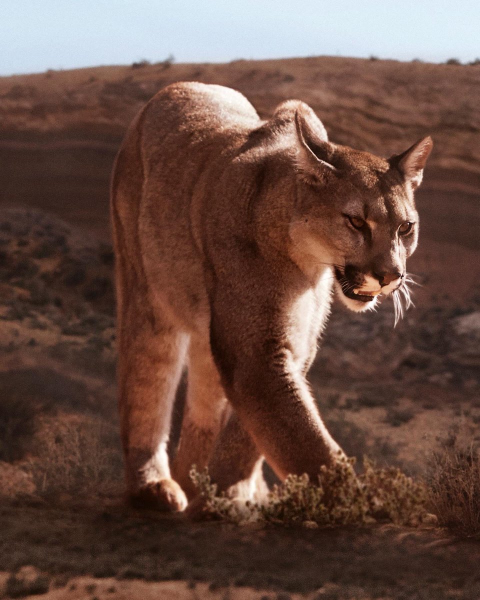 Via diorbeauty ‘A meeting like no other: the wild puma and our legendary hero, #JohnnyDepp. Step behind the camera and witness the making of Sauvage’s campaign.’