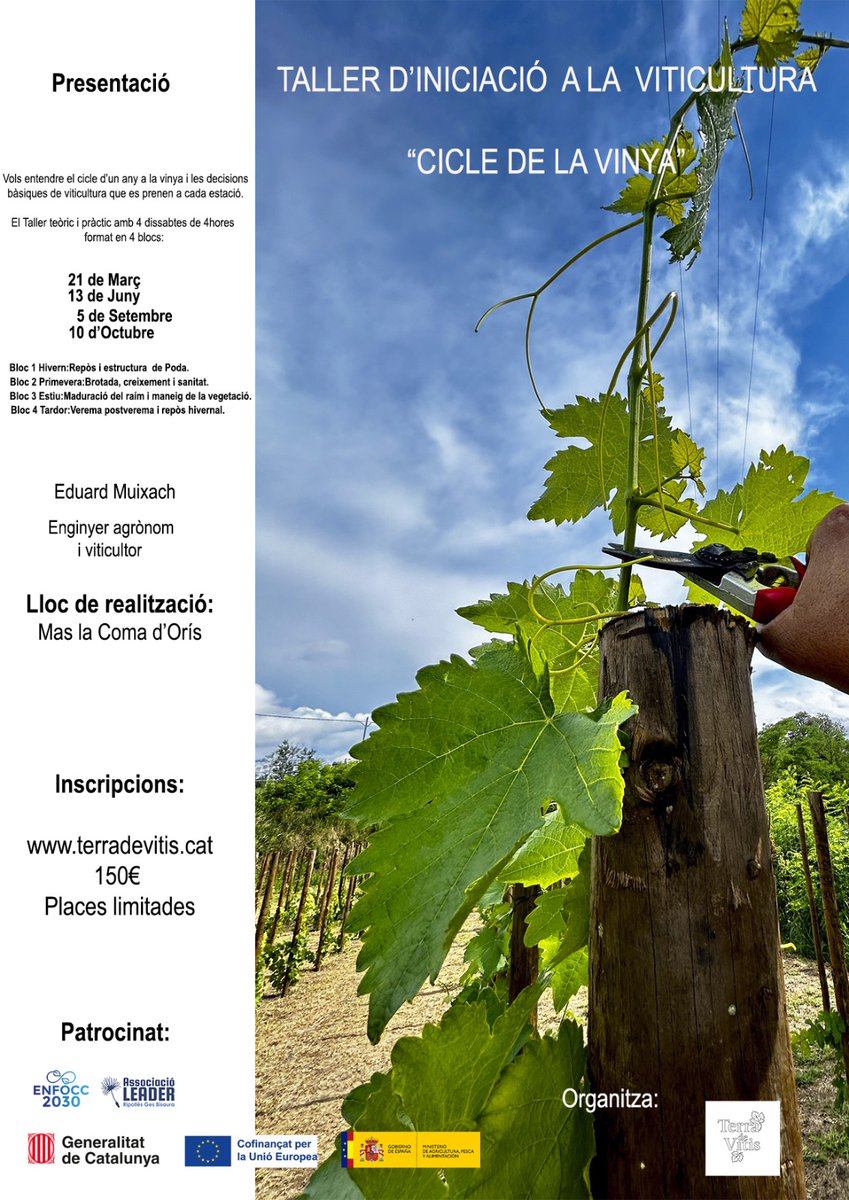 Terra de vitis tweet media