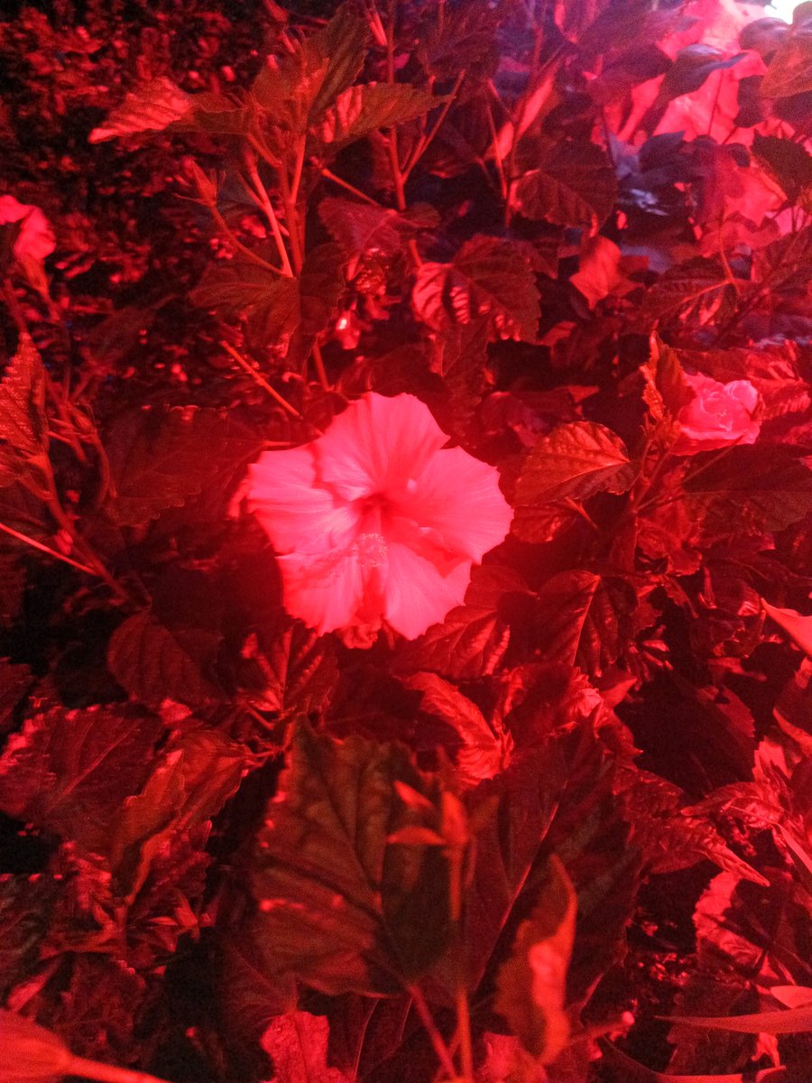 We got high as fuck and went to the botanical gardens #NuitBlanche