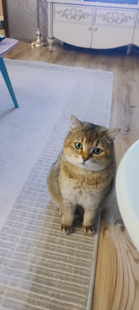 SevgiliUgur's tweet photo. Kahveni içtiysen benimle ilgilen diyen bi çocuk😃😻💞🧿☕
Mutlu mu akşamınız, Sevgiler🐞
#kahve #akşam #sevgi #ilgi #çocuk #kedi #iyiakşamlar https://t.co/DpvrJ1oTHF