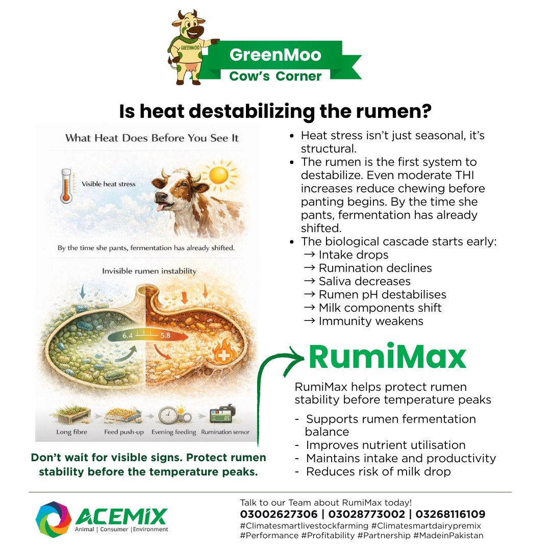 ACEMIX_OFFICIAL's tweet image. Is heat destabilizing the rumen? Heat stress isn’t just seasonal, it’s structural. By the time she pants, fermentation has already shifted. The rumen is the first system to destabilize. Even moderate THI increases reduce chewing before visible signs appear.  #RumiMax #ACEMIX