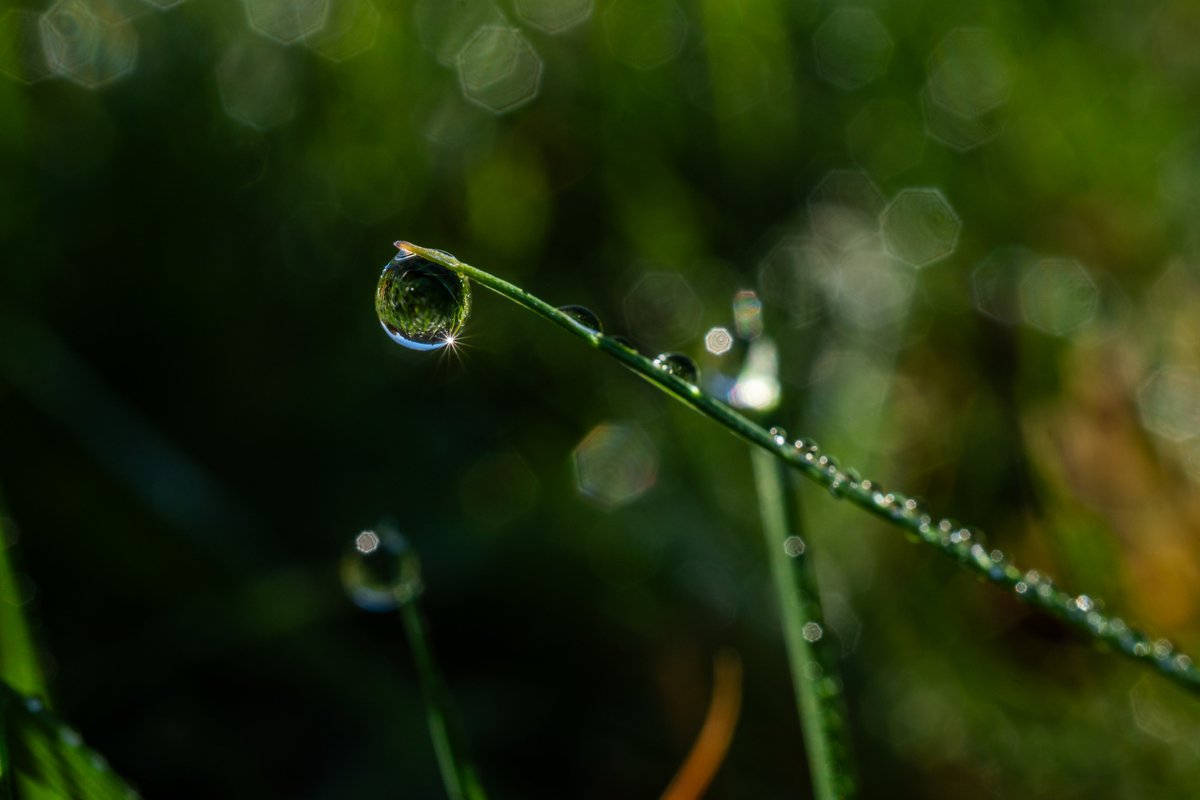 XmxHowes's tweet image. Available here linda-howes.pixels.com/featured/just-…

#raindrop #wallartforsale #wallart #droplet #macro #creativephotography #art #bladeofGrass #water #bokeh #homedecor #relfections #sunburst