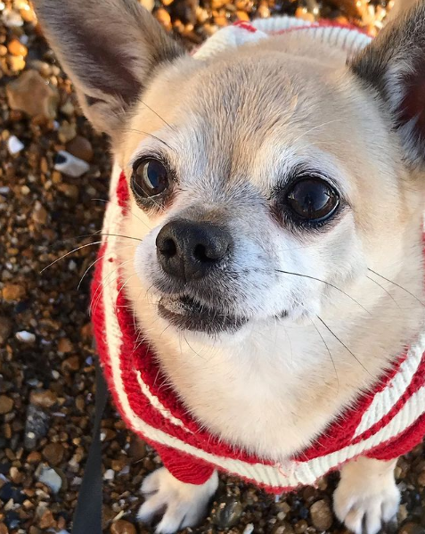 Reya Lialdryn ⚜️ tweet media