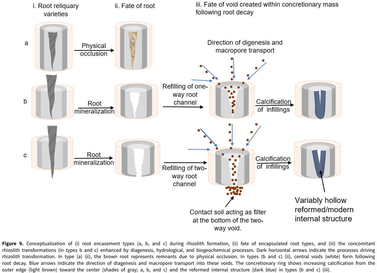 ykuzyakov's tweet image. Final version of
Models of rhizolith formation and implications for paleoenvironmental reconstructions
in Quaternary Research

doi.org/10.1017/qua.20…

Lead by @ZamanianKazem

#soil #Roots #model #rhizosphere #carbon #Carbonates #CaCO3 #inorganiccarbon #inorganiccarbon