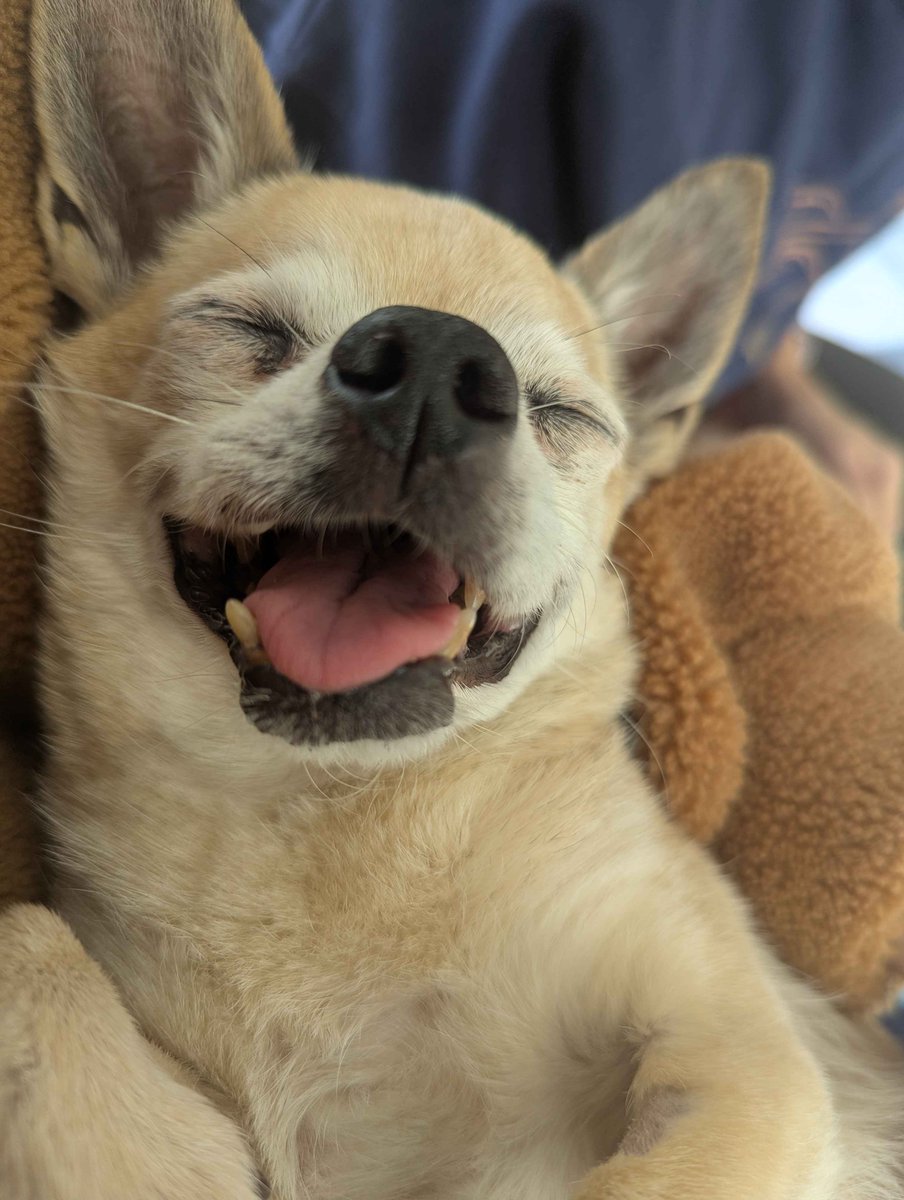 Reya Lialdryn ⚜️ tweet media