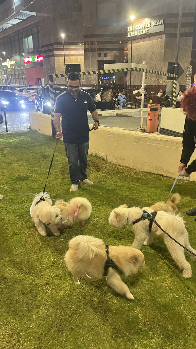 Day 59 / 75
Amidst the bang bangs we show up.
Also somehow 5 dogs showed up at the evening walk and we got our own doggy park