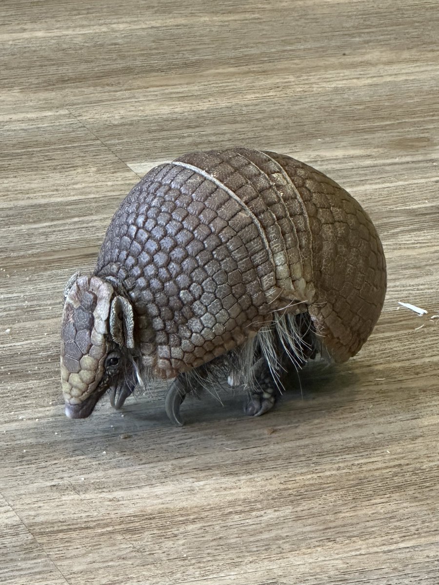 Mary Eddy🏇🏼 tweet media