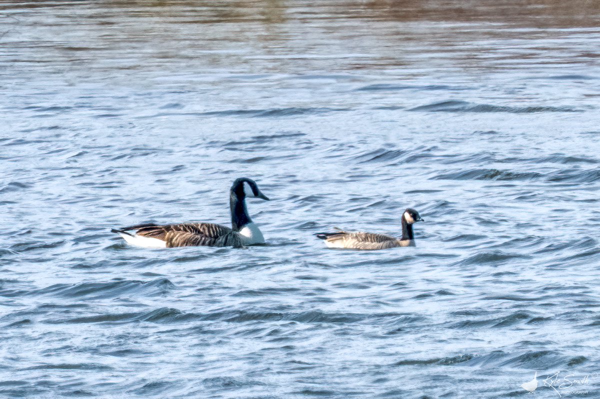 Kyle Smith 🏴󠁧󠁢󠁳󠁣󠁴󠁿 tweet media