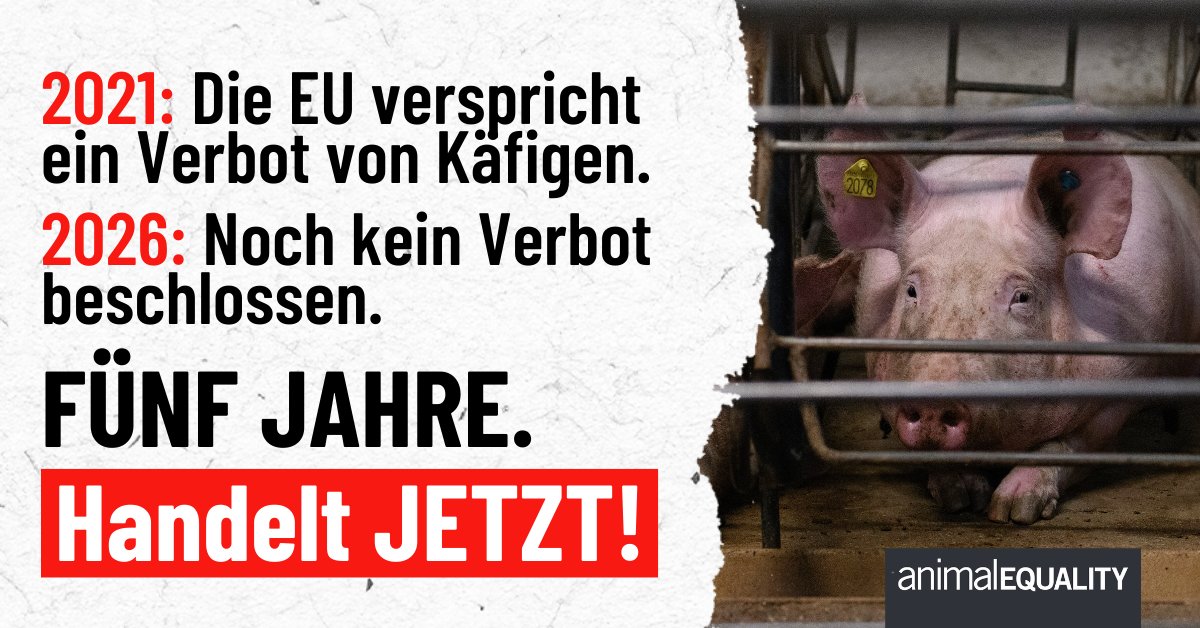 Fünf Jahre, nachdem die EU versprochen hat, Käfige abzuschaffen, leben in der EU immer noch mehr als 300 Millionen Hühner, Schweine, Kälber, Kaninchen, Enten, Gänse und Wachteln unter leidvollen Bedingungen hinter Gittern.

Wie viele Jahre sind genug?

Die EU muss JETZT handeln❗