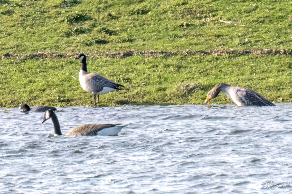 Kyle Smith 🏴󠁧󠁢󠁳󠁣󠁴󠁿 tweet media