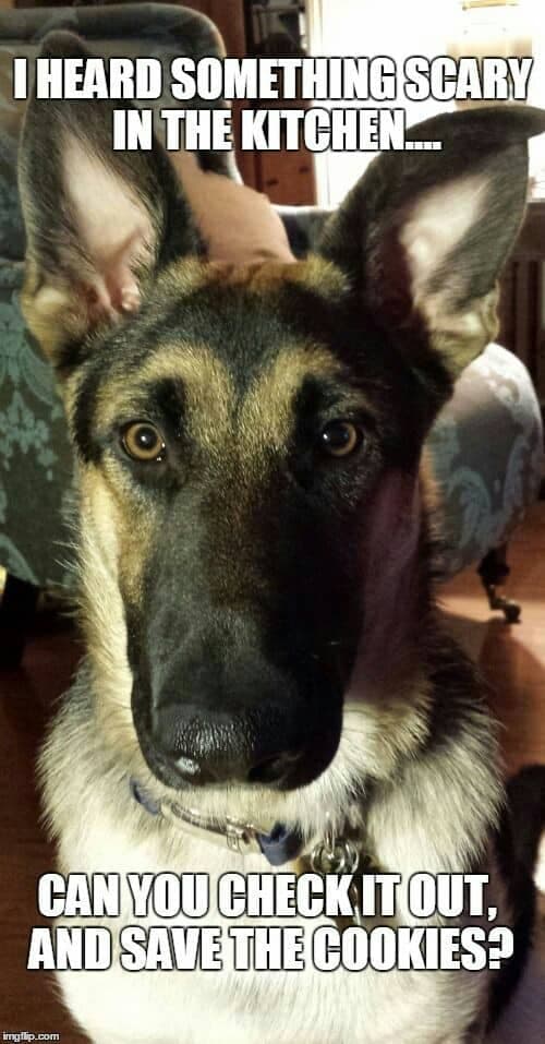 JamieFairc29036's tweet image. I Heard something scary in the kitchen..
#ShepherdDiaries #DogsonTwitter #FluffyShepherd #ShepherdWhisperer #HappyGSD #GermanShepherdusaloverrr