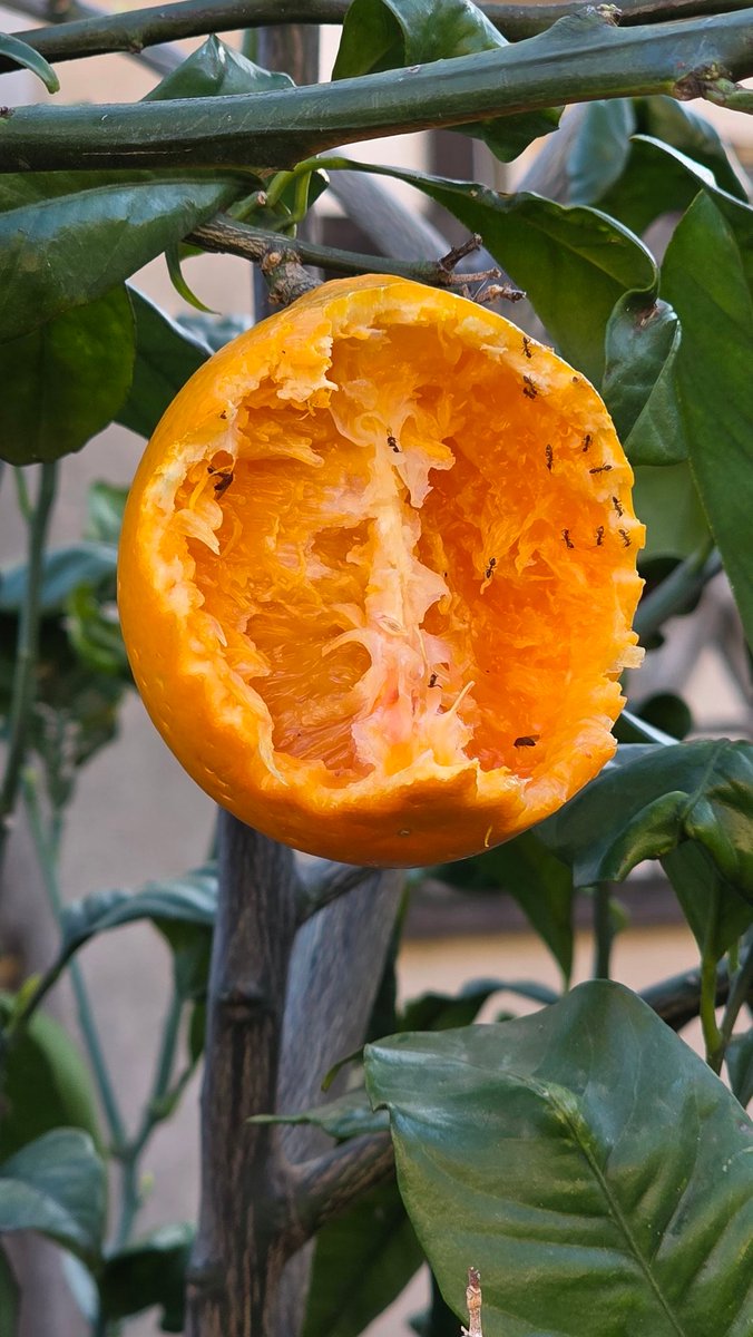 Buonanotte a tutti voi amici carissimi!
ECCO COSA COMBINANO I NOSTRI PAPPAGALLI!
Dio vi benedica, vi protegga e vi doni Pace e Salute!
erboristeriadeifrati.it
#fratezio
#erboristeriadeifrati
#anticafarmaciasantanna