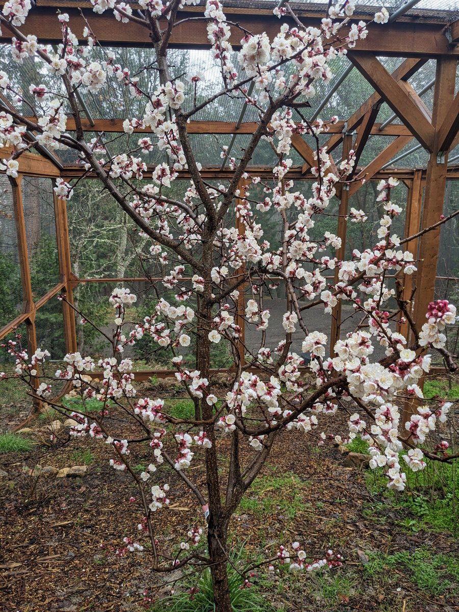 Our apricot tree thinks it's spring. It usually gets snowed on when it does this. Also, the apricots never ripen--we're not sure why.