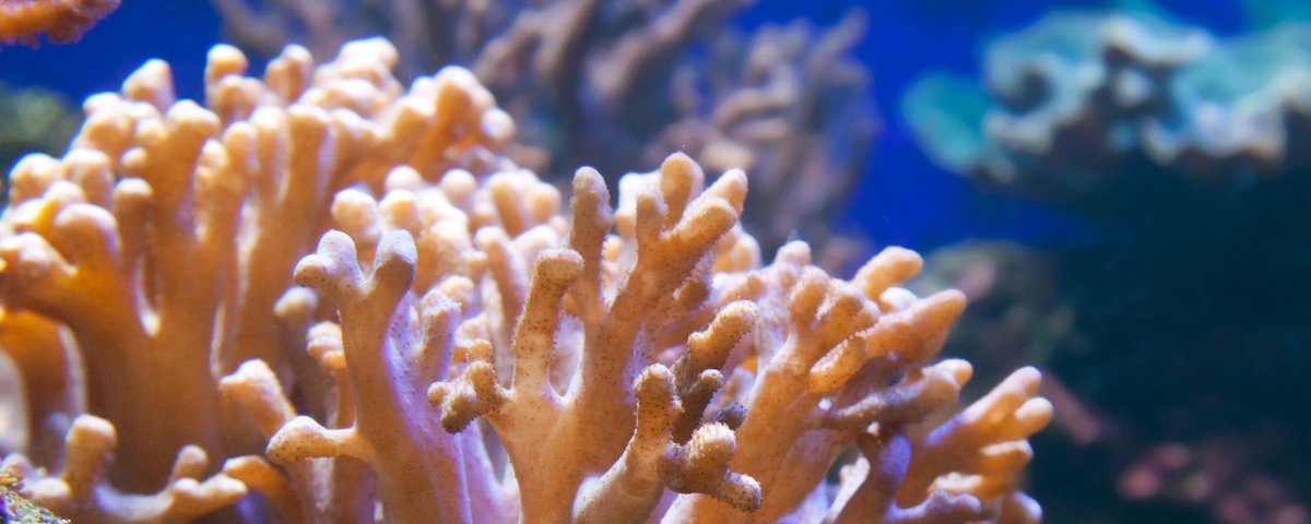 🌿 The Ecological Citizen 🌿 tweet media