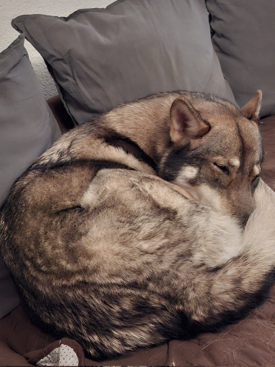 neutral_af's tweet photo. Eepy ball of wolf https://t.co/dASY2L7JkL