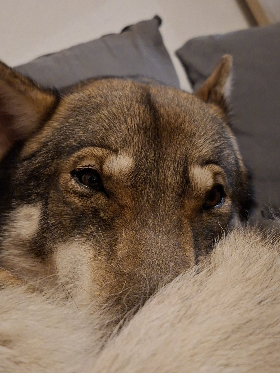 neutral_af's tweet photo. Eepy ball of wolf https://t.co/dASY2L7JkL