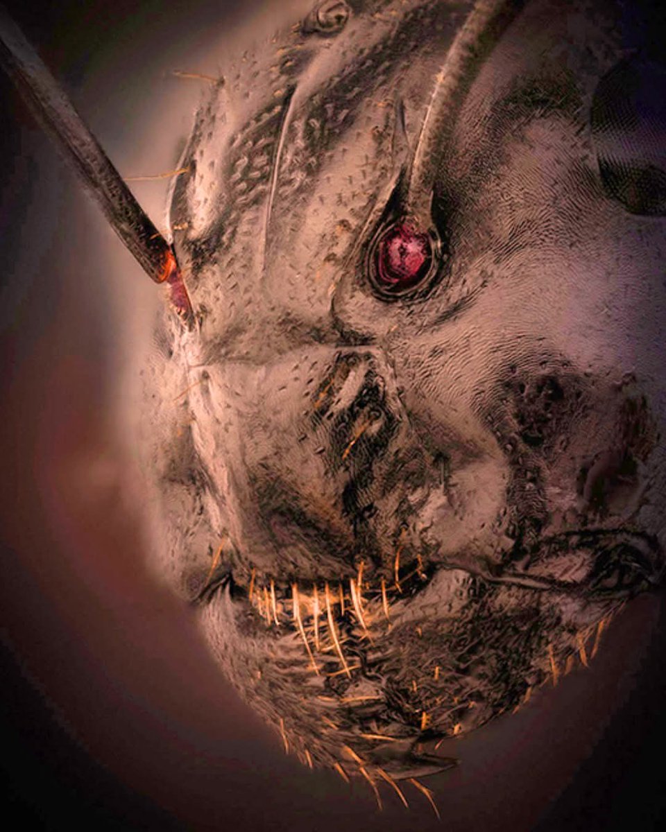 THIS IS A REAL CREATURE. AND THIS IS ITS REAL FACE. CAN YOU GUESS WHAT CREATURE THIS IS?