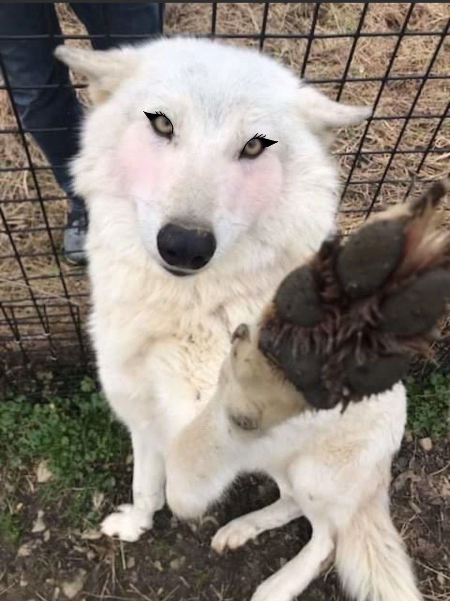 I yassified the wolp