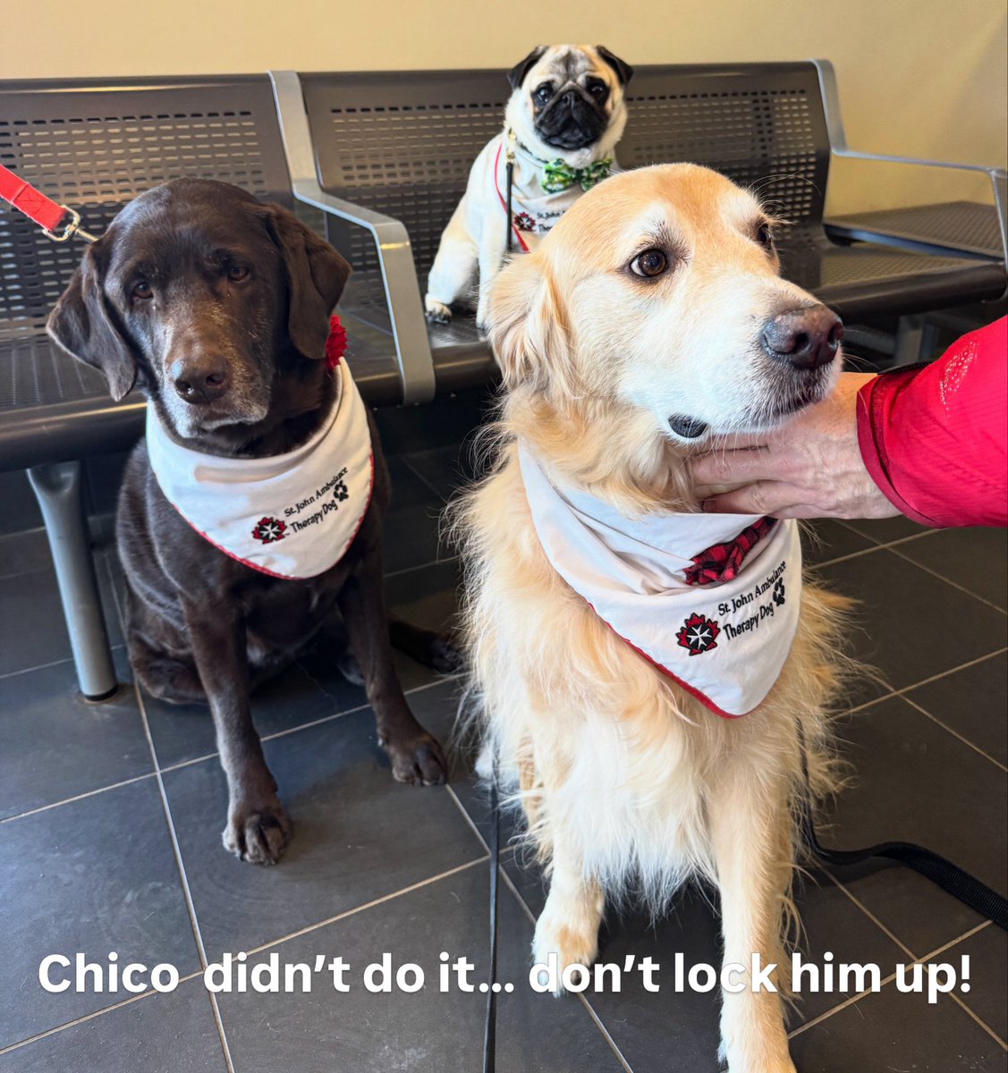 Zombie Pug & Crowley aka Lil C tweet media