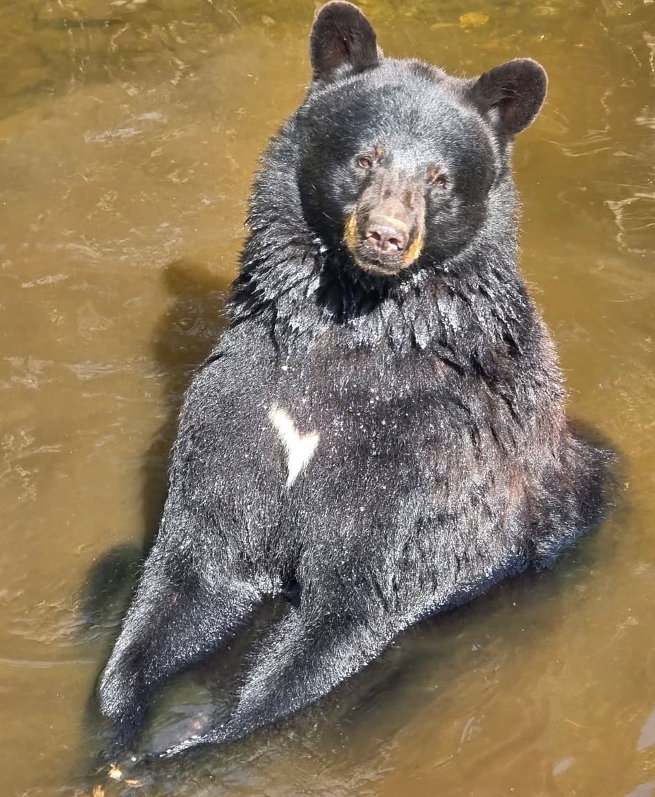 Bear Of The Day! tweet media
