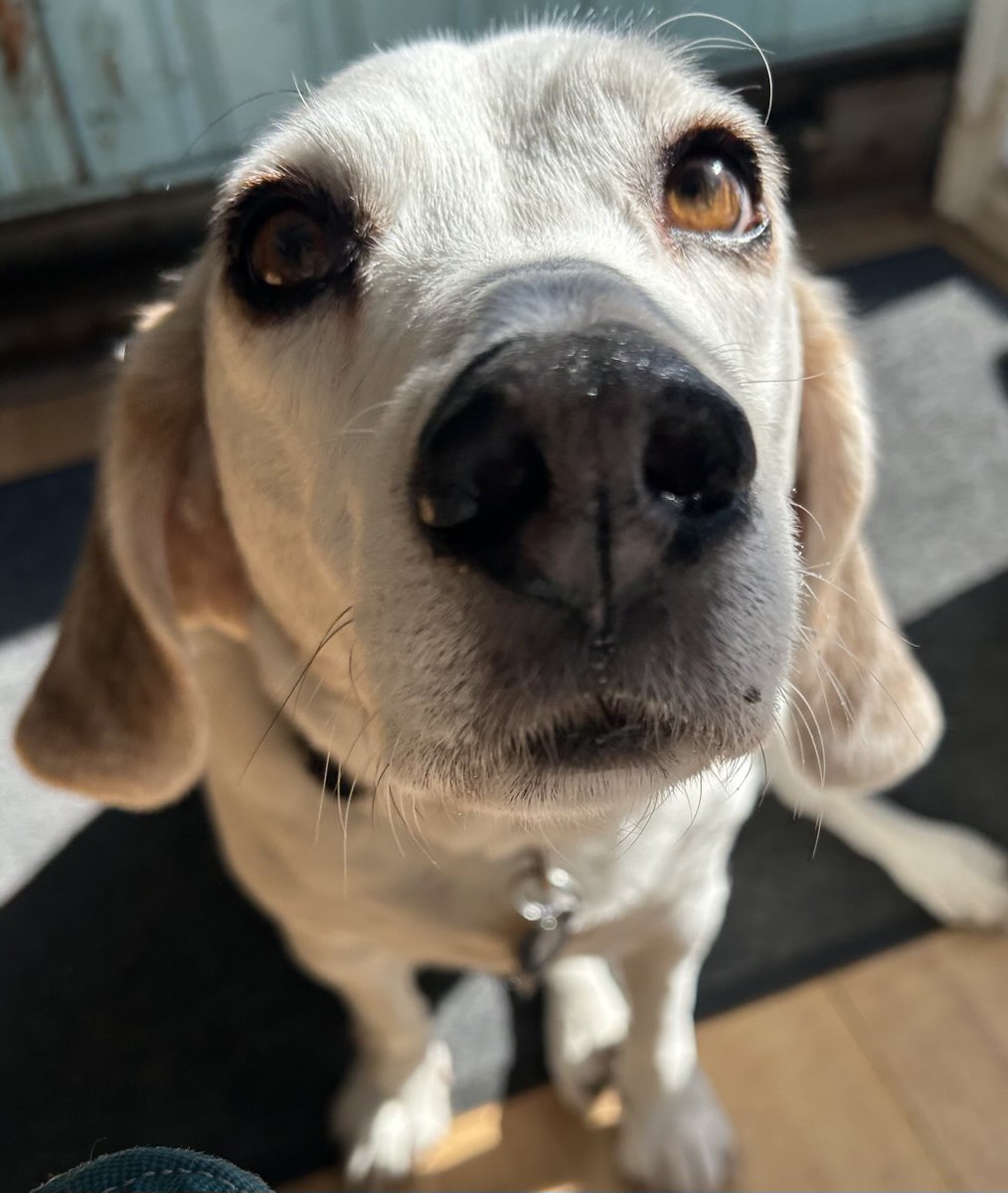 🇨🇦Oskar & Stanley 🇨🇦☮️ tweet media