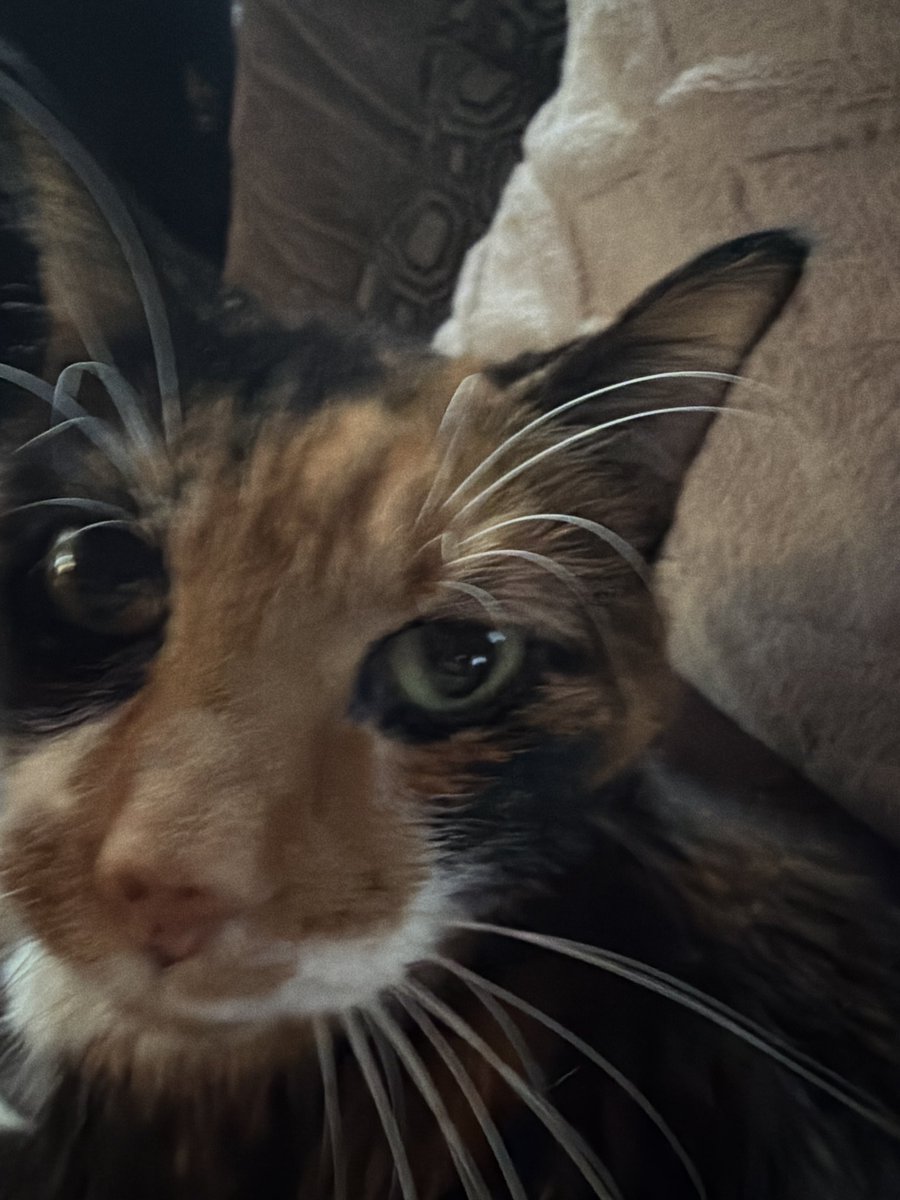 Schmoofie 🏳️‍⚧️ tweet media