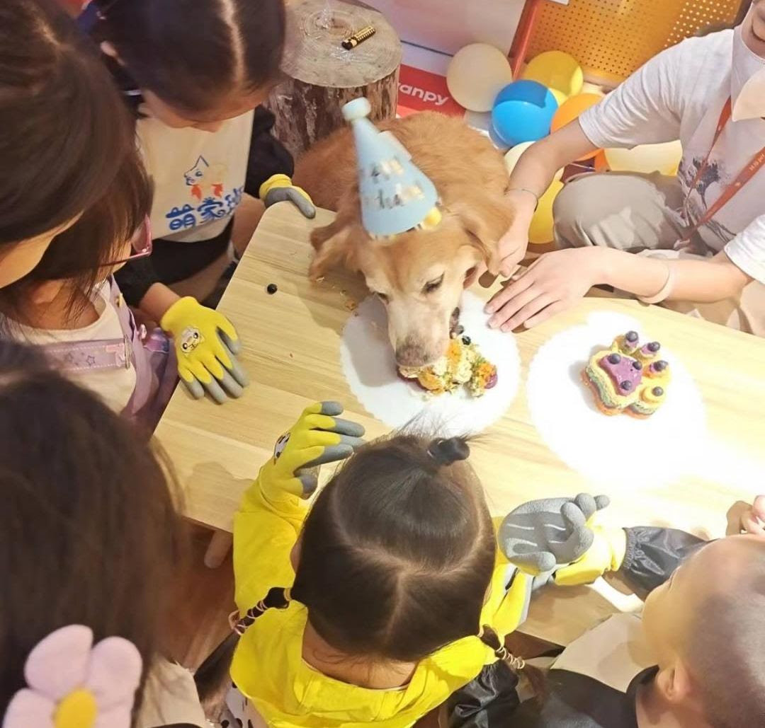 StopEatingDogs_'s tweet photo. Are you celebrating a birthday in March? Please consider creating a birthday fundraiser to encourage your family &amp; friends to donate to #DuoDuoProject instead of buying you a #birthdaygift. Let’s build a more compassionate world!

https://t.co/PXSJChX8cf

#EndDogAndCatMeatTrade https://t.co/A8QlxpVM9s