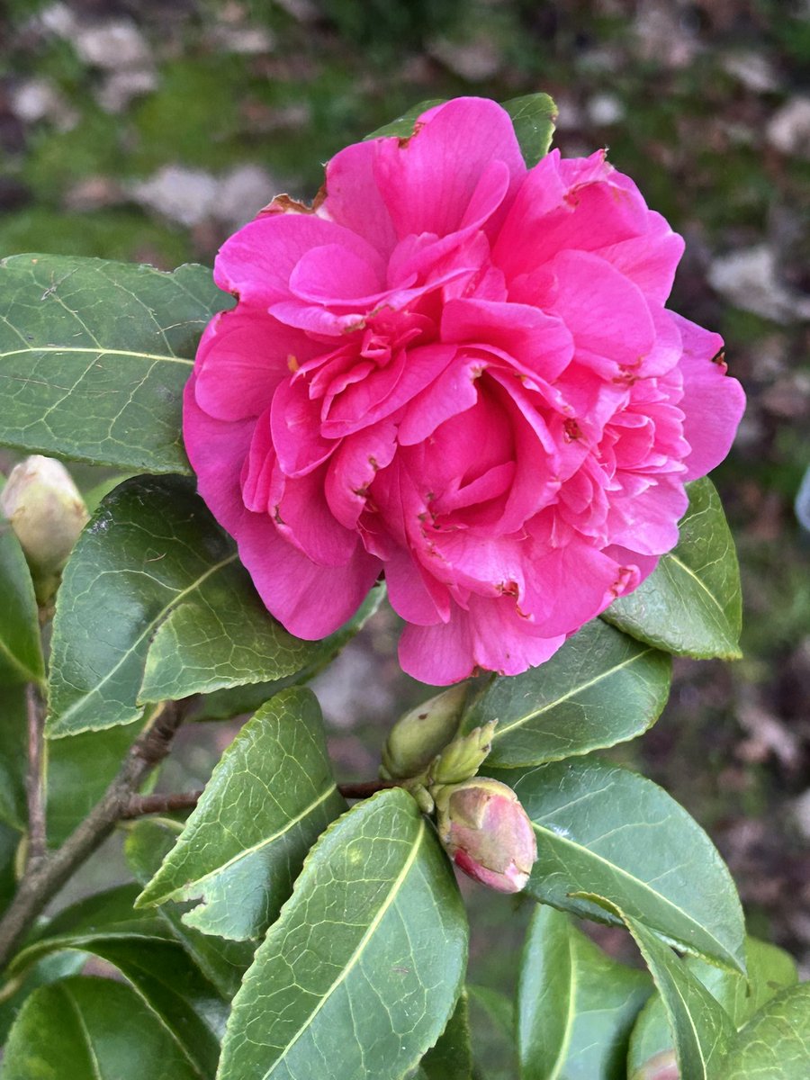 Camellia in my garden 🌸🩷