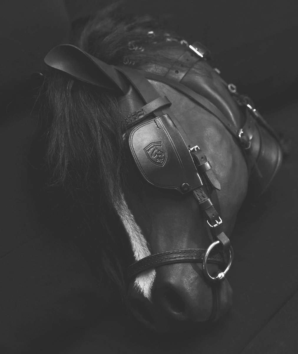 Equus Signum tweet media