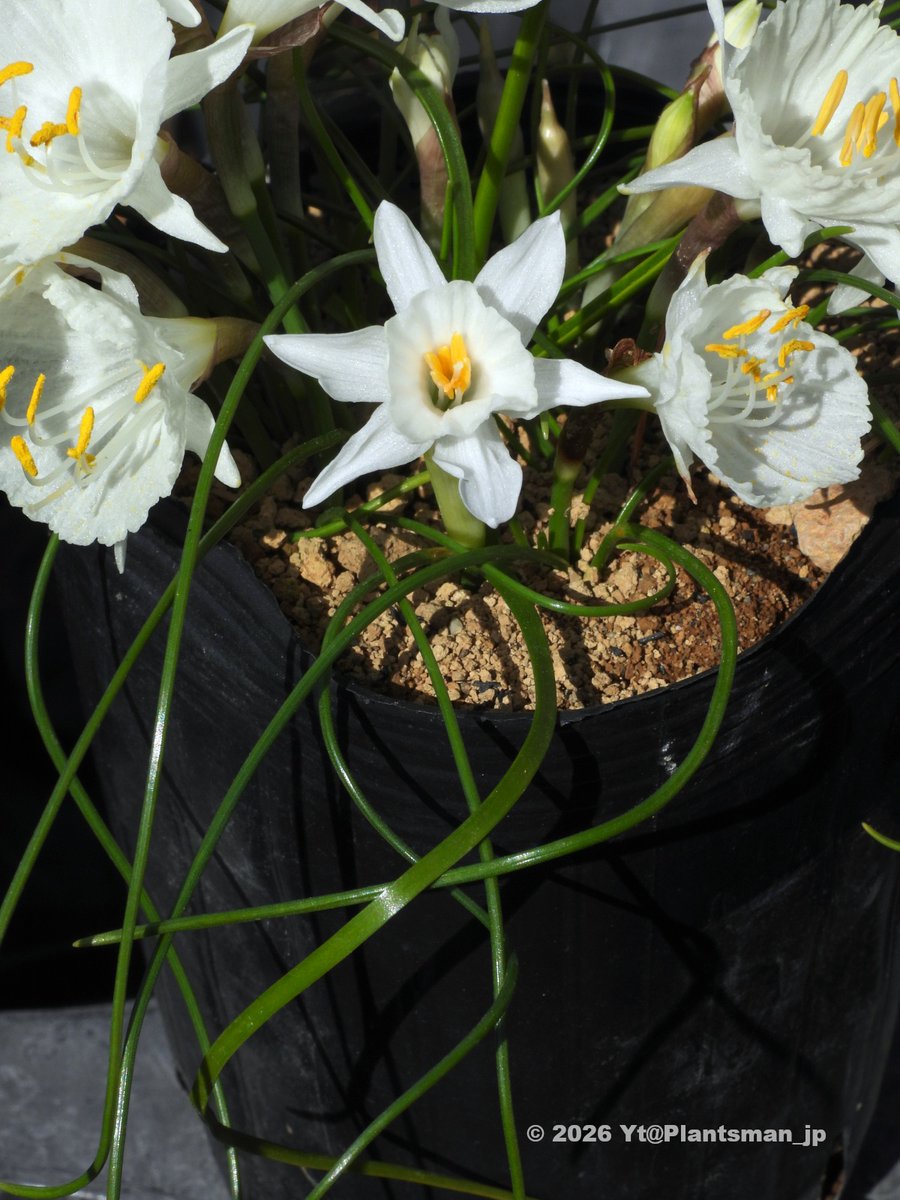 Yt (@Plantsman_jp) / Posts / X