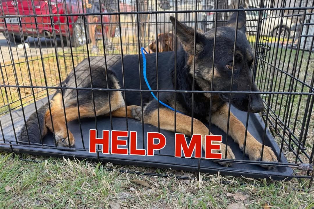 8415_n's tweet photo. LUCY URGENTLYβΌneeds a temp local #foster in #IrvingTX until TrinaFriendsK9Rdscue can get her to the Northeast where a family is waiting for her.
LUCY is dog-friendly.
She's currently in an overcrowded shelter in #Irving #Texas that needs "space".
ππ
https://t.co/5Wx3QSvxj8 https://t.co/8fIZyqkY4J