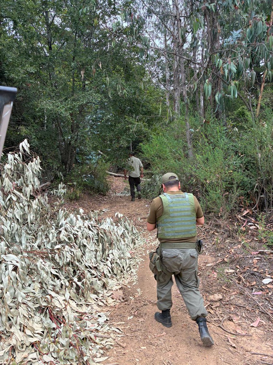 CONAF Biobío tweet media