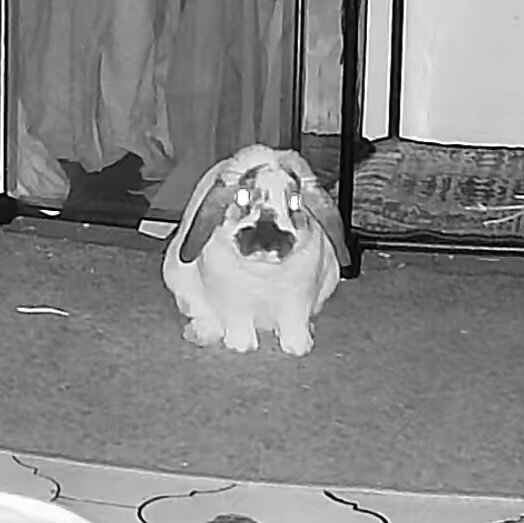 Él siempre nos observa...
He always watches us...
🐇👁
#rabbit #bunny #conejo  #うさぎ #coelho #cute #alfajor