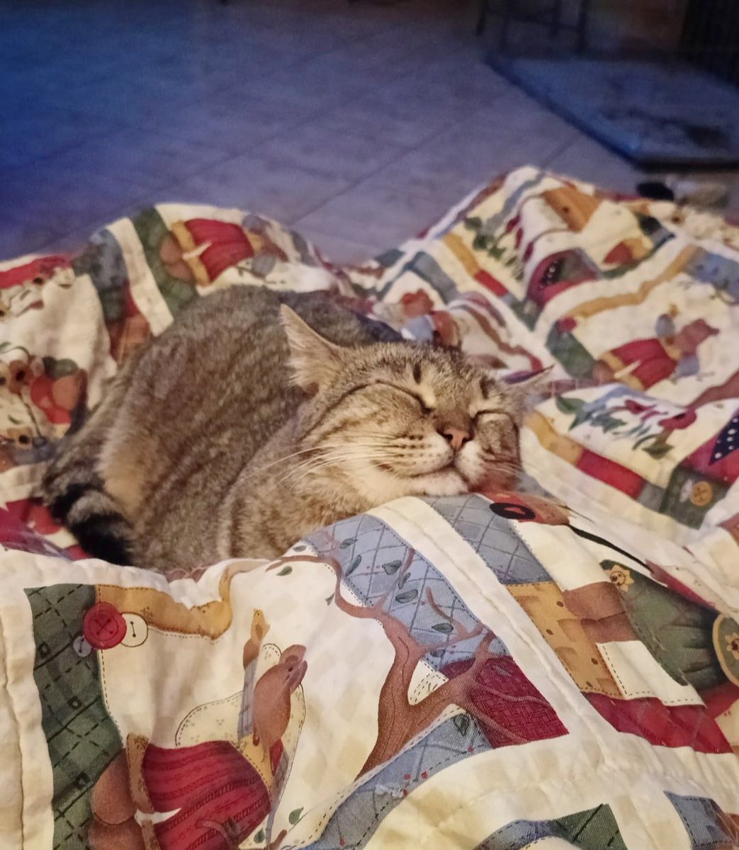 Paco, 5 anni, fiv+, vaccinato, castrato e operato da poco ai denti.Non vi dico che è dolce perché sarebbe riduttivo, lui dispensa amore lui è l'amore. Cerca casa a To e prov, ha bisogno di contatto umano no adozioni dove starebbe solo tanto, no sarebbe un peccato. Info 3496067443