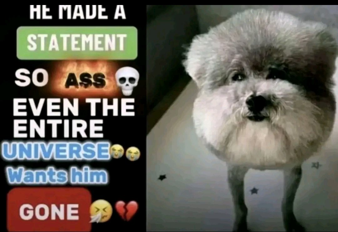 bianstecu tweet media