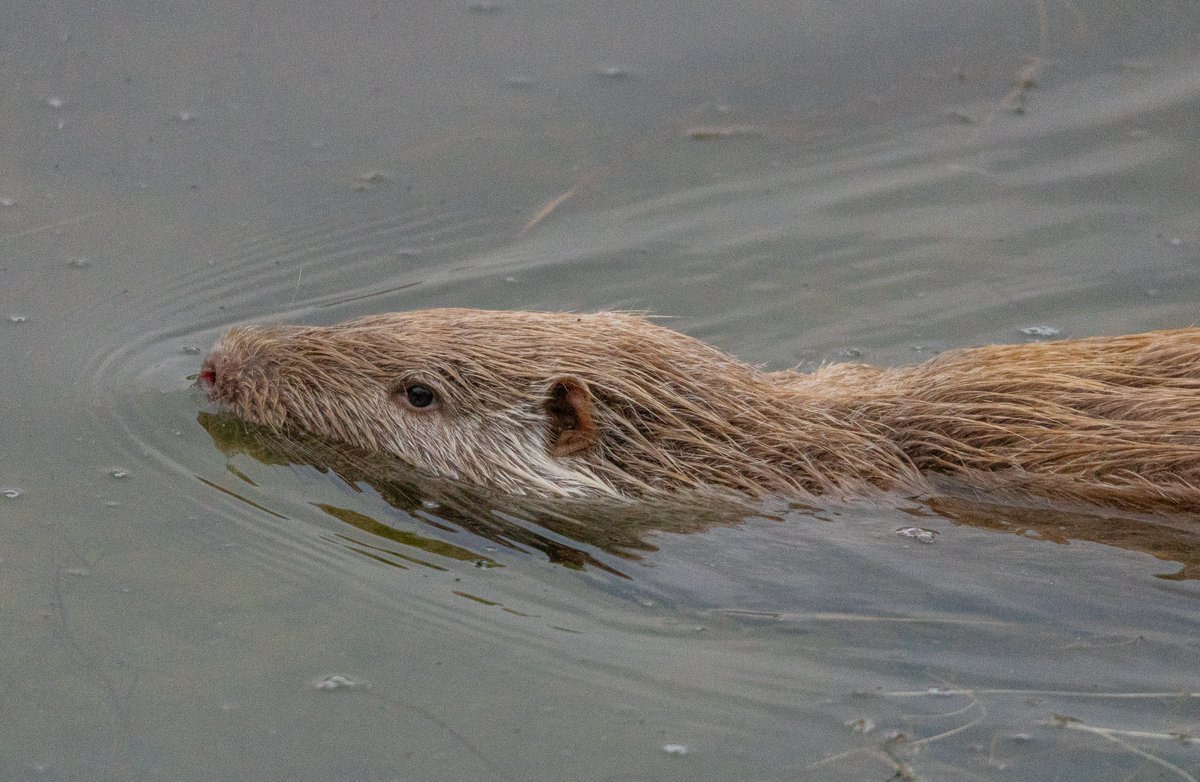 Lezione educazione ambientale Riserva Naturale della Sentina #marche #sanbenedetto #guida #ambiente #natura #GAE