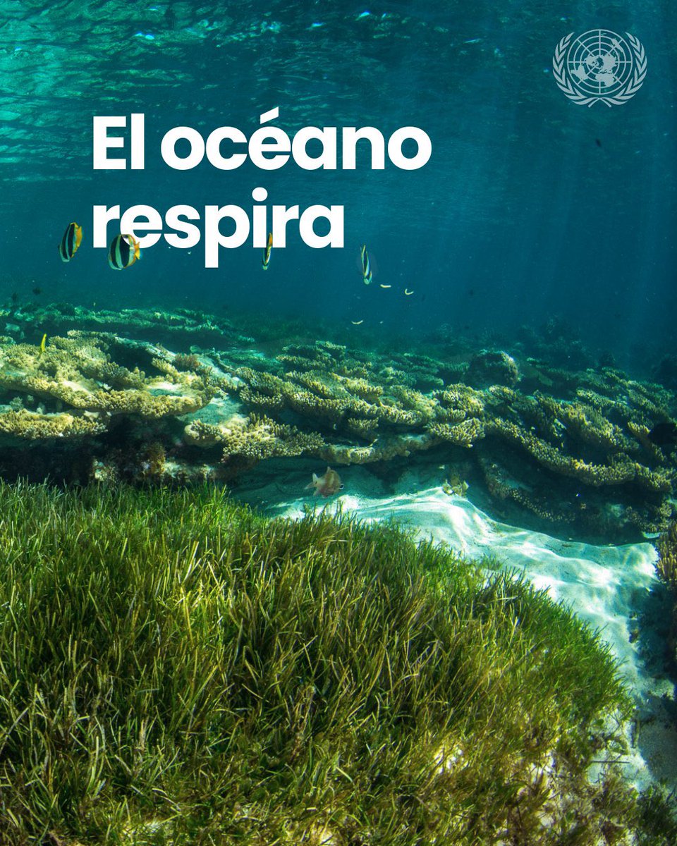 VerdesCascos's tweet photo. Los pastos marinos son uno de los ecosistemas más valiosos del planeta 🌊

Pero en el último siglo hemos perdido casi el 30% de su superficie

Protegen costas, almacenan carbono y sostienen la biodiversidad

En el Día de los Pastos Marinos, descubre por qué debemos protegerlos https://t.co/Dp3eHZCNNQ