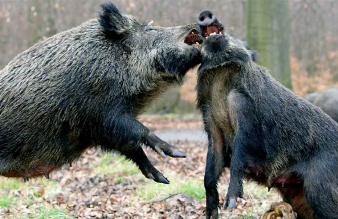 Isrælis think the Americans got them into this, now can't be relied on, and want to use them as cannon fodder.

Americans think the Isrælis got them into this and can't be trusted, and want Americans for cannon fodder.

They're both right and it's good they don't understand this.