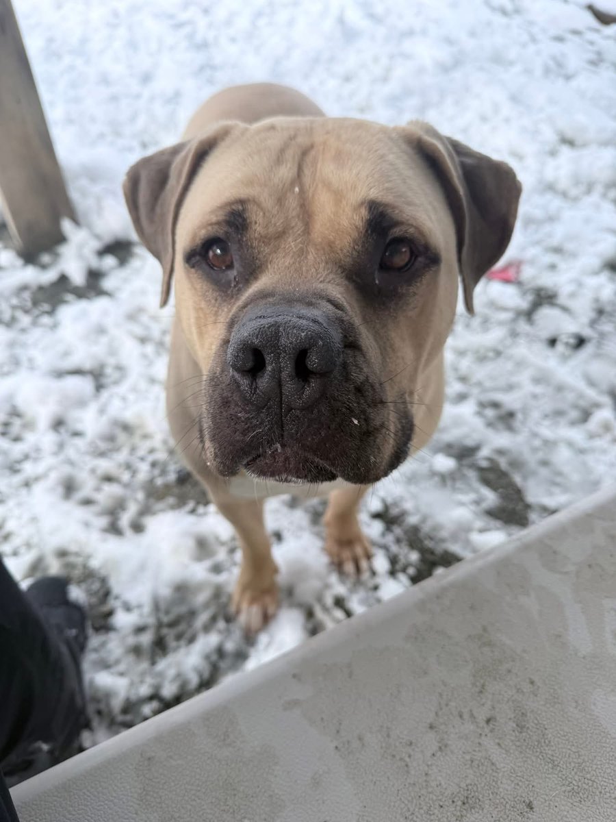 ‼️Harley’s former shelter! We are officially in Crisis Mode…🆘

Every dog kennel at CCAS is full and we need your help. 
cecilcountymd.gov/283/Animal-Ser…

Adoption fees are waived.  
Amazon wishlist: 
a.co/g03Brfm

Donate:
paypal.com/donate/?hosted… 

or

account.venmo.com/u/CSFforCCAS