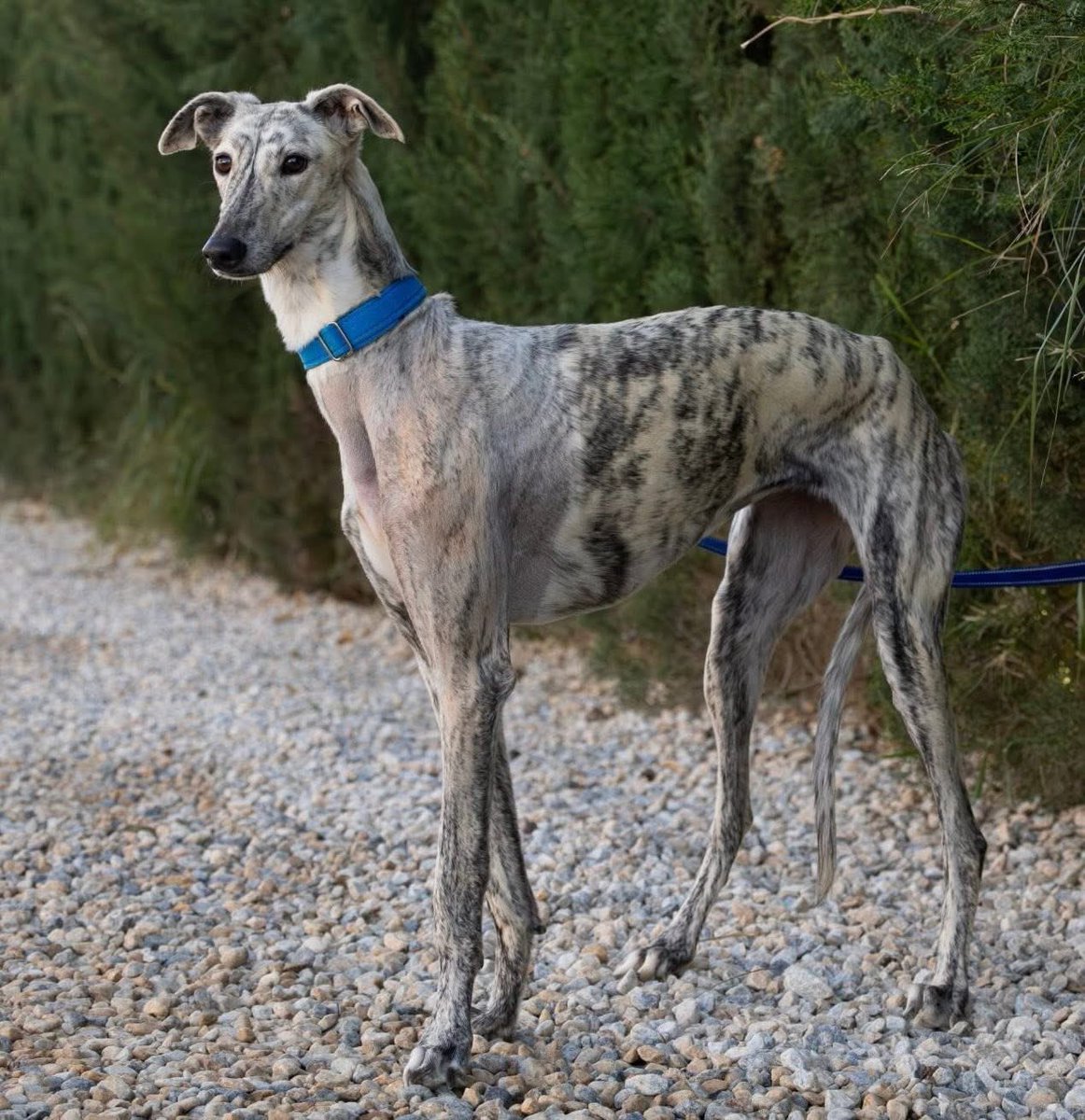 We need your help. 
We’ve just realized Zelda has been missed off the webpage. 
It’s not hugely the end of the world as we’ve been working on her broken leg but now that’s sorted she’s ready to go. 
Zelda is young just 2yrs old and was found on the streets limping. 
Her leg had