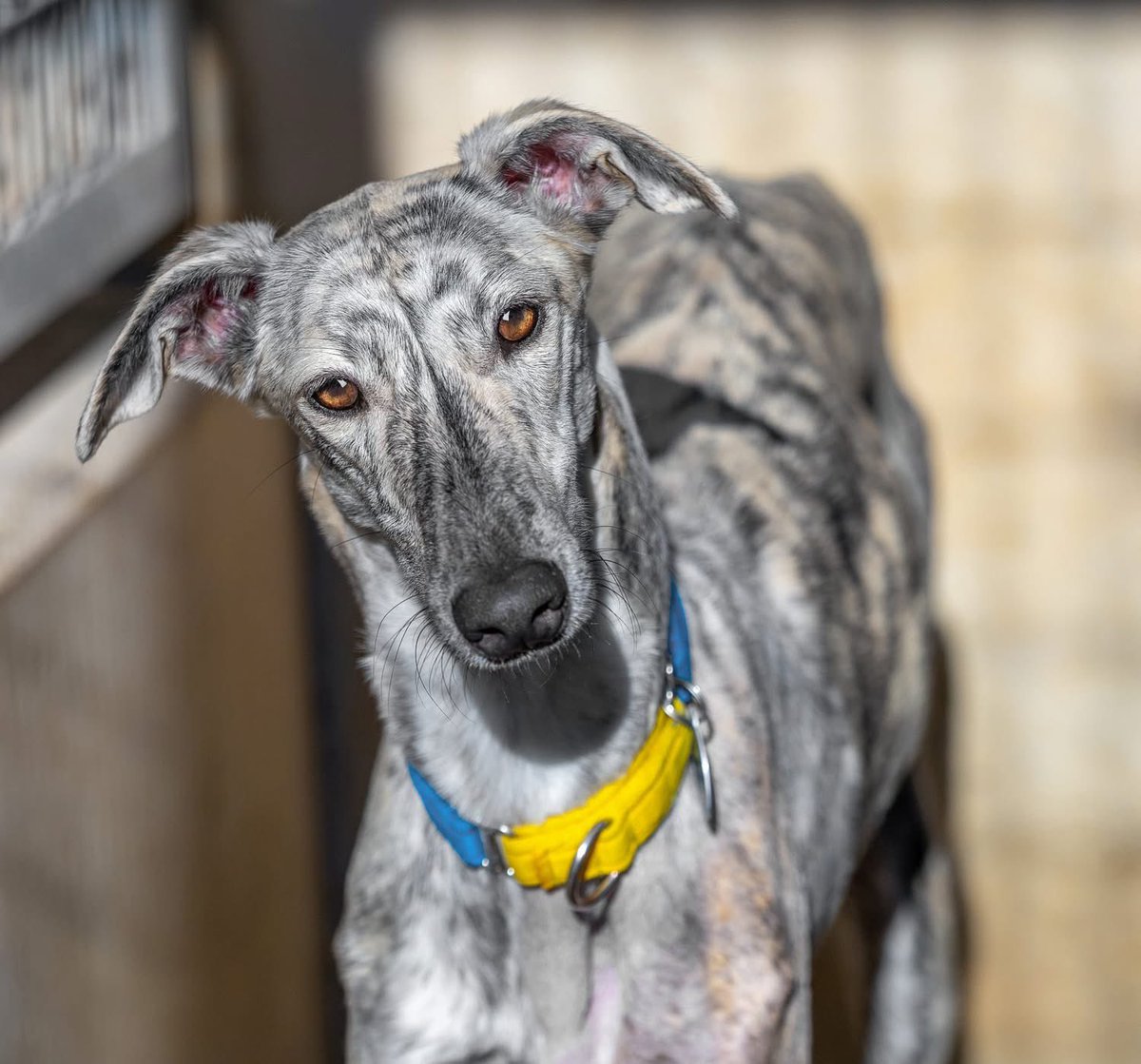 Galgos del Sol tweet media